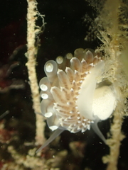 Eubranchus tricolor