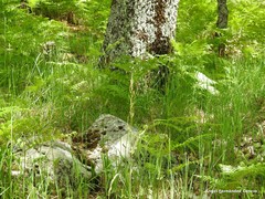 Rumex papillaris