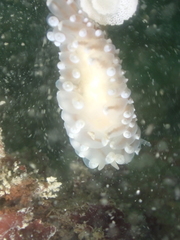 Eubranchus tricolor