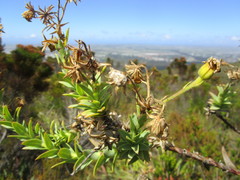 Osteospermum corymbosum