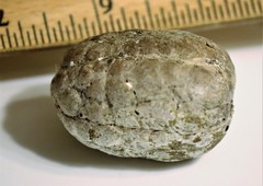 Sacoglottis amazonica