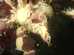 Inachus phalangium