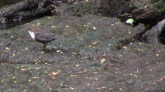 Cinclus cinclus gularis