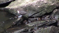 Cinclus cinclus gularis