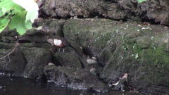Cinclus cinclus gularis