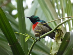 Cinnyris chloropygius