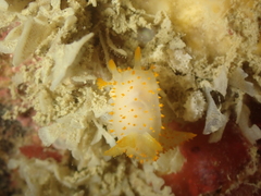 Crimora papillata
