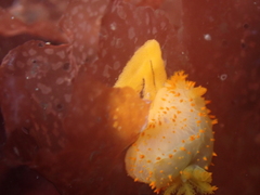 Crimora papillata