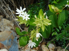 Jasminum