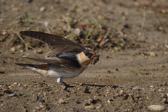 Petrochelidon pyrrhonota × fulva