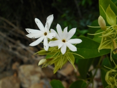 Jasminum
