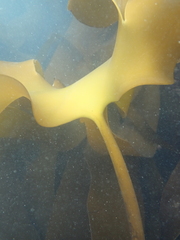 Laminaria ochroleuca
