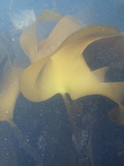 Laminaria ochroleuca