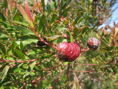 Leucadendron conicum