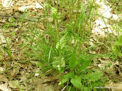 Rumex papillaris