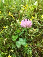 Trifolium pratense