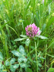 Trifolium pratense