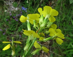Erysimum odoratum