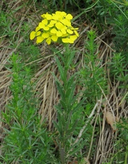 Erysimum odoratum