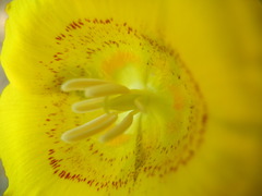 Calochortus luteus