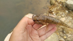 Glossogobius olivaceus