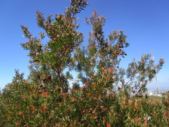 Leucadendron conicum