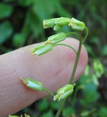 Borodinia canadensis