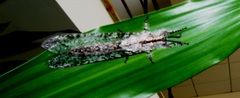Acanthaclisini