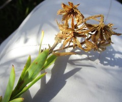 Osteospermum corymbosum