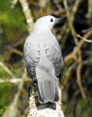 Coracina caesia caesia