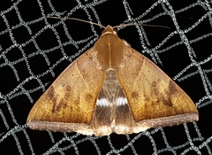 Artena dotata