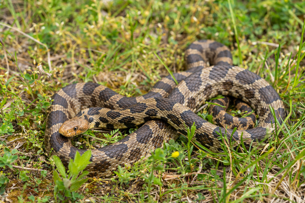 Western Foxsnake