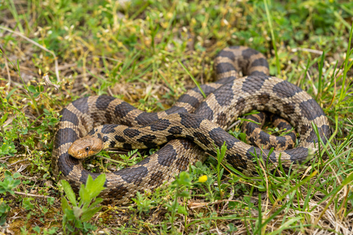 Western Foxsnake
