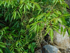 Pentaspadon