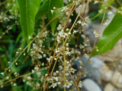 Pentaspadon