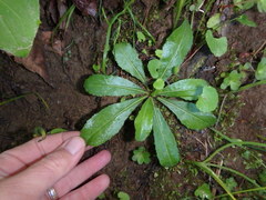 Borodinia canadensis