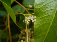 Pentaspadon