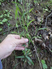 Borodinia canadensis