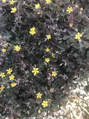 Oxalis corniculata