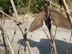 Marumba dyras