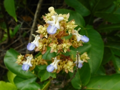 Vitex limonifolia