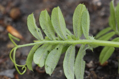 Peronospora viciae
