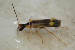 Malthinus seriepunctatus