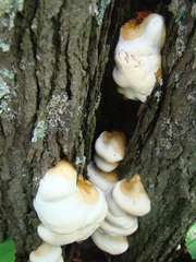 Fungi