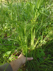 Carex grisea