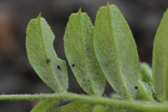 Peronospora viciae