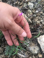Boerhavia linearifolia