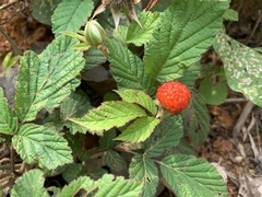 Rubus croceacanthus