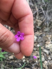 Boerhavia linearifolia