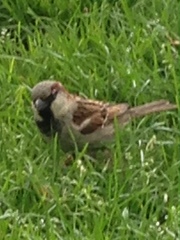 Passer domesticus